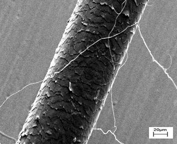 Electrospun PEO:PDLLA nanofibers (generated in this study) versus human hair. Copyright T. Heunis 2013